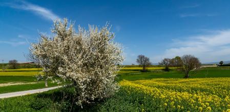 Florecen los campos de colza en Gurb.