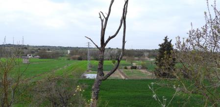 Reto visual del burro de Tarroja de Segarra.
