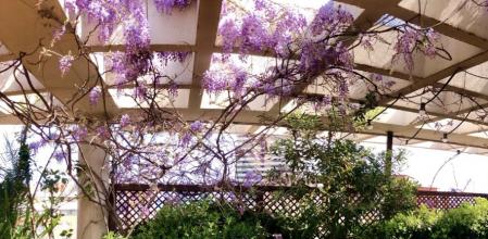 Glicinas en la Vila Olímpica de Barcelona.