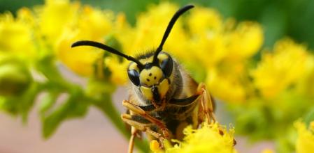 Avispa retratada en el jardín del monasterio de Pedralbes.