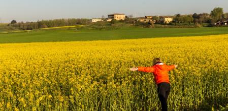 Campos de colza en primavera en Les Masies de Roda.