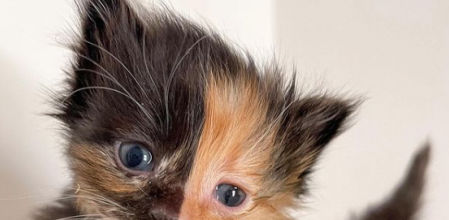 Apricot, el gato 'quimera' que ha conquistado Instagram