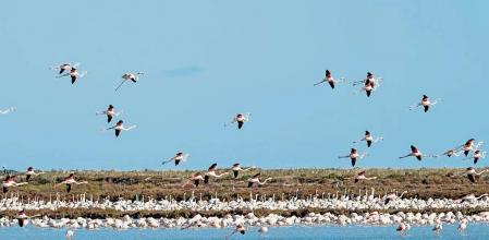 03122020 Delta del Ebro después del temporal Flamencos i aves en el delta del Ebro ,playa del Trabucador,