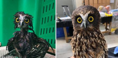 Las fotografías del pequeño búho se han convertido en virales.