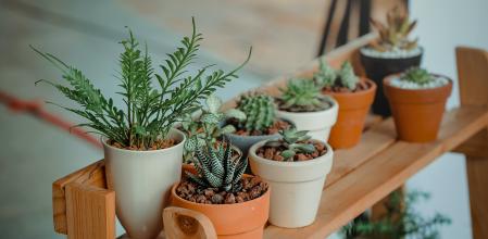 Si has tenido o tienes plantas interiores, esto te interesa