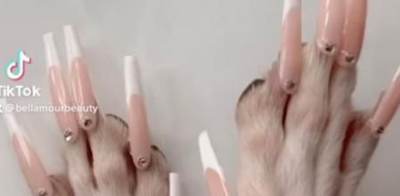 Varios vídeos de la cuenta están dedicados a pruebas que hace con su perro