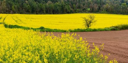 El jardín natural de la primavera en Santa Creu de Jutglar.