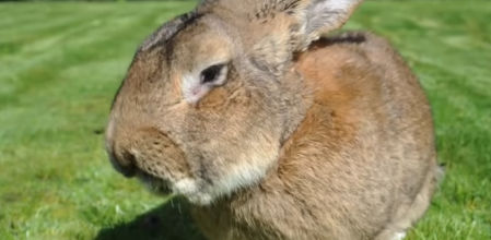 Darius ha sido secuestrado de su hogar.