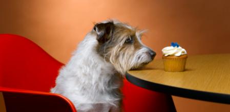 La comida que ofrece Dogfy Diet aleja la tentación de muchos propietarios de perros de malcriarlos con alimentos que son poco saludables