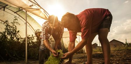 Father and son working on a field at sunset while seeding lettuce.
