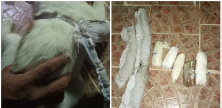 Paquetes que el gato portaba atados a su cuerpo