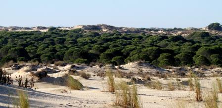 Dunas de Doána, Huelva