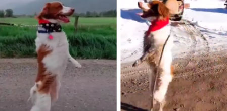 Dexter camina como un humano tras una larga rehabilitación