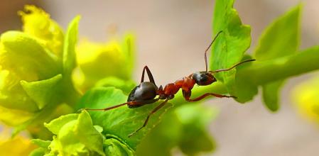 Hormiga fotografiada en el jardín del monasterio de Pedralbes.
