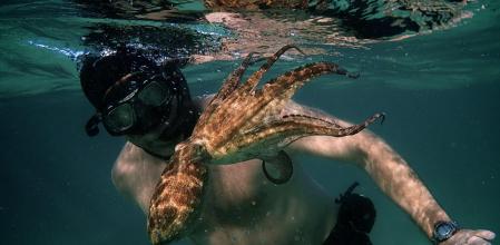 'Lo que el pulpo me enseñó'