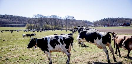 Vacas pastando en un prado al aire libre&nbsp;