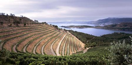 Viñas Perelada con el mar Mediterráneo de fondo