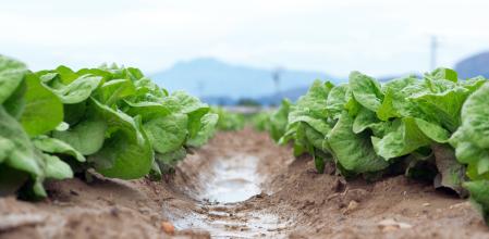 Las plantas que crecen al aire libre cerca de vertederos o áreas industriales presentan contaminación por residuos plásticos&nbsp;