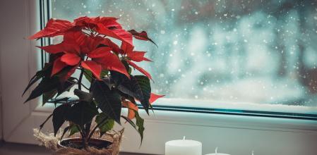 En invierno, y concretamente en las fechas navideñas, triunfa la flor de Nochebuena, que destaca por su belleza