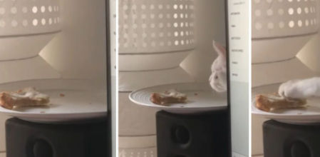 El gato lleva a cabo su cometido con extrema cautela