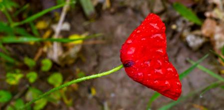 Naturaleza minimalista en Sant Bartomeu del Grau.