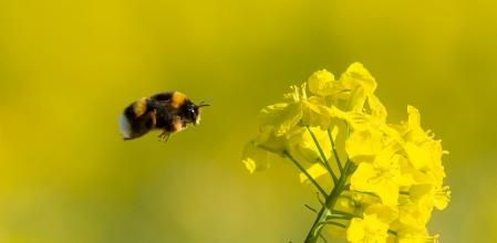 El abejorro en vuelo buscando la flor de colza.