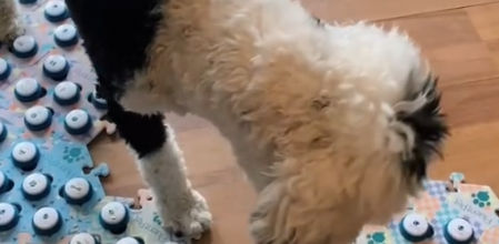 Bunny se comunica y crea frases pulsando estos botones con palabras