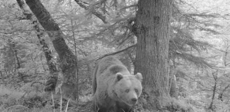 Un ejemplar captado hace ahora casi un año por una de las cámaras ubicadas en pasos de osos, en Naut Aran