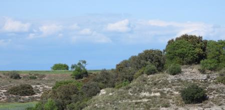 Reto visual: ¿dónde están las dos águilas ratoneras?