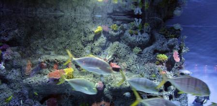 Las bacterias son necesarias en un acuario o pecera, reducen la necesidad de cambios de agua y frecuencia de limpieza