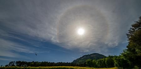 Panorámica de un campo de Gurb con una mariposa escondida.