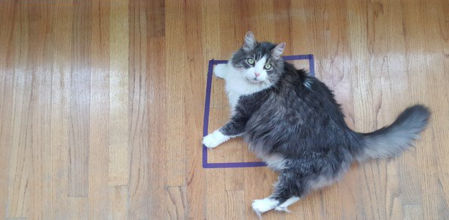 Un gato tumbado en una 'caja imaginaria'.