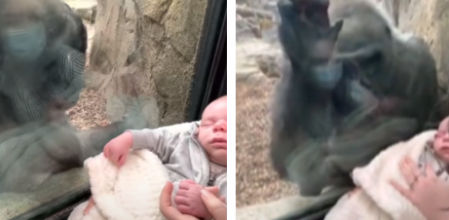 Kiki observa atentamente al pequeño Canyon durante cinco minutos