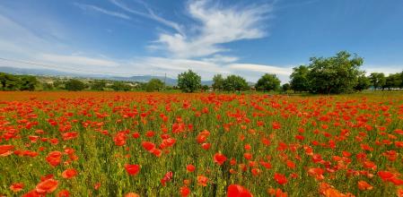 Panorámica de un campo de amapolas en Osona.