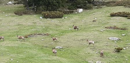 Retrato de una comunidad de 'cabirlos' en Vallter.
