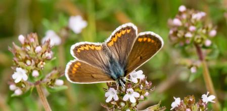 Mariposa en el tomillo en flor.