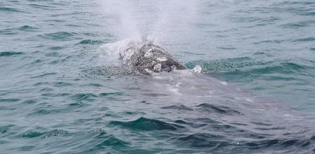 La ballena Wally fue observada el sábado 15 de mayo en aguas de Xàbia .