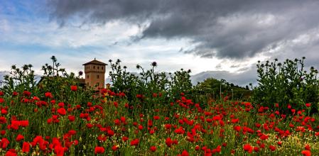La masía Els Felius entre las amapolas.