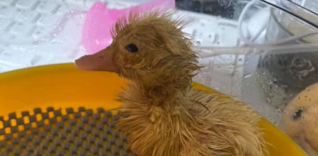 Morris nació a partir de un experimento viral y ha conquistado el corazón de su dueña