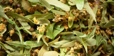 Propiedades y beneficios