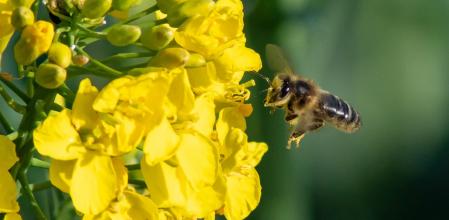 Abeja en vuelo comiendo colza en Santa Cecília de Voltregà.
