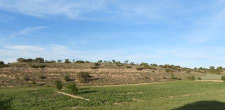 Reto visual: ¿dónde están el águila y la urraca?
