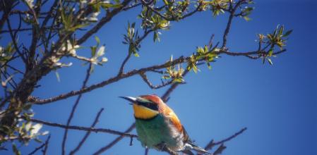 Retrato de un abejaruco posado sobre una rama de un árbol.