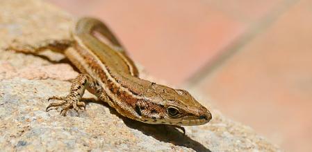 Retrato de una lagartija colilarga encontrada en los jardines del monasterio de Pedralbes.