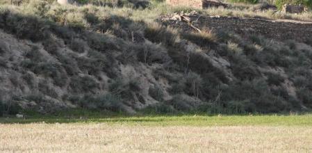 Reto visual de los nueve conejos.