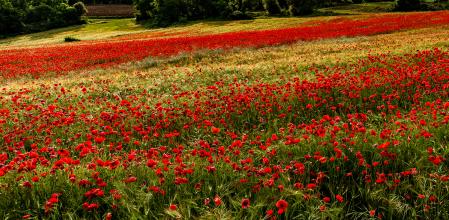 El verde de la hierba, el rojo de las amapolas y las espigas de cebada con ligero color dorado.