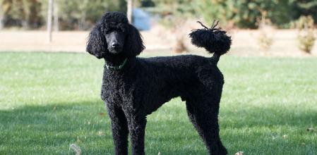 Imagen de un caniche gigante