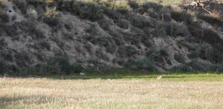 Reto visual: ¿Cuántos conejos aparecen en la imagen?