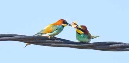 El macho le ofrece la mariposa a la hembra.