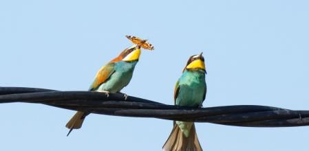 La hembra de abejaruco se come la mariposa.